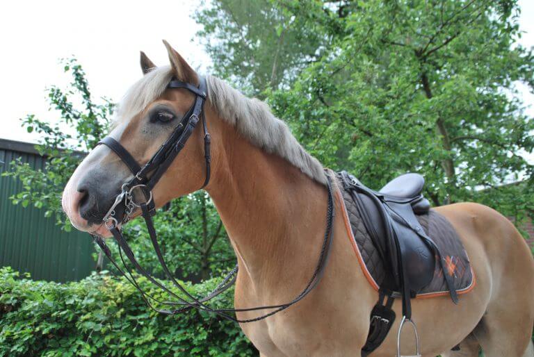 www.thehorseorigin.nl - Diensten - Dressuurinstructie - Barneveld - Gelderland