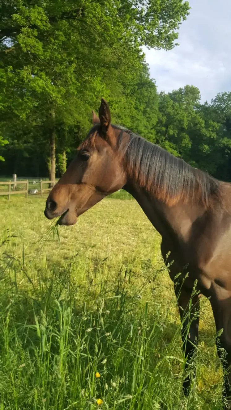 www.thehorseorigin.nl - Barneveld - Gelderland
