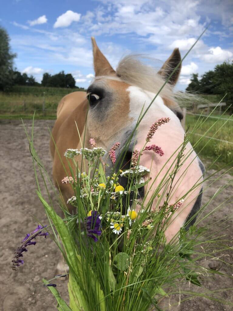 www.thehorseorigin.nl - Diensten - Orthomoleculair voedingsadvies - Barneveld - Gelderland