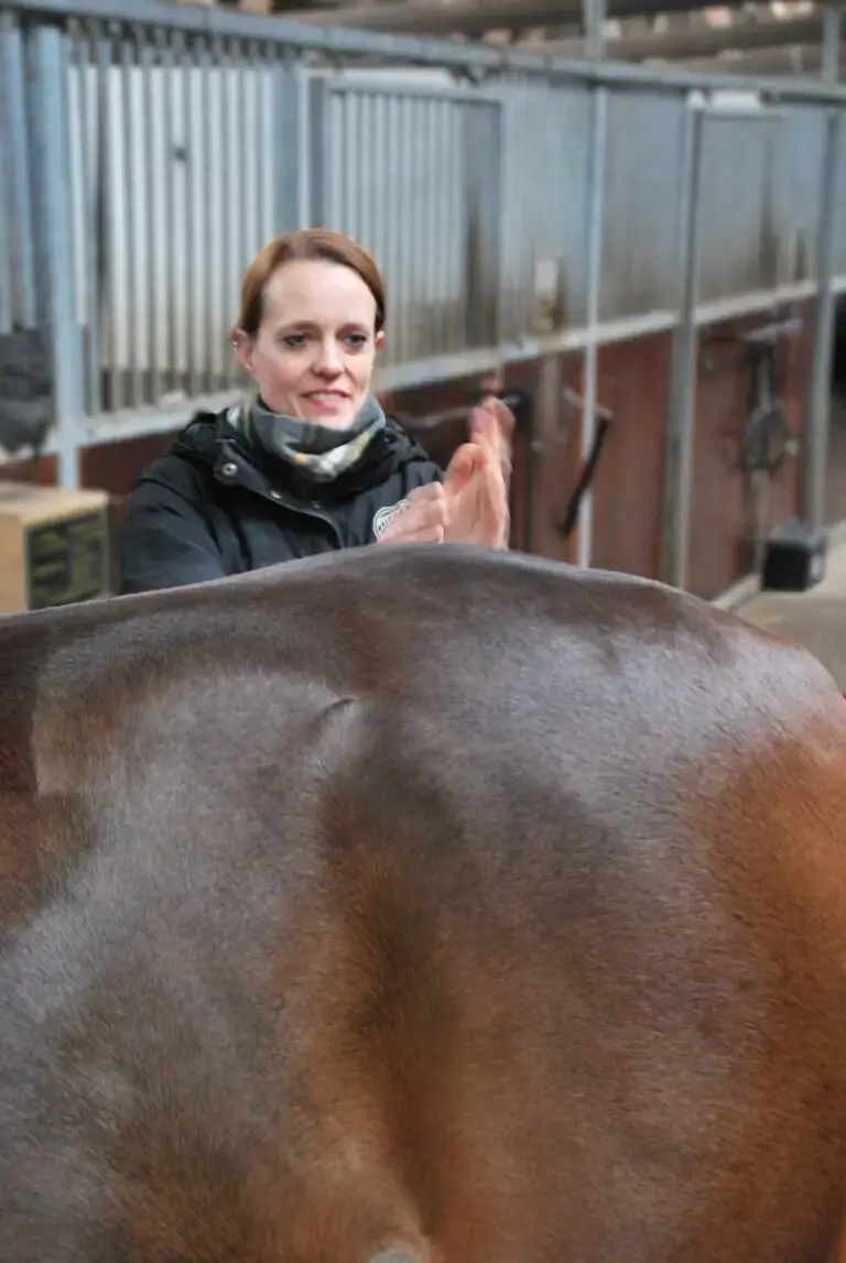 www.thehorseorigin.nl - Diensten - Paardensportmassage - Barneveld - Gelderland