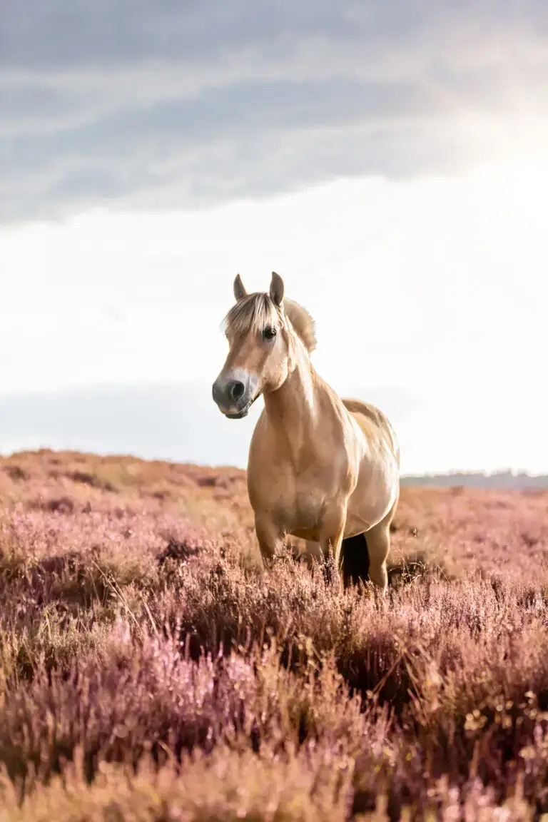 www.thehorseorigin.nl - Barneveld - Gelderland