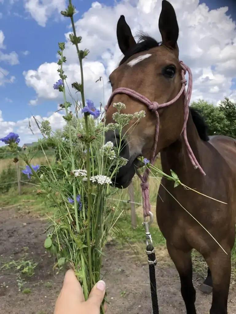 www.thehorseorigin.nl - Barneveld - Gelderland