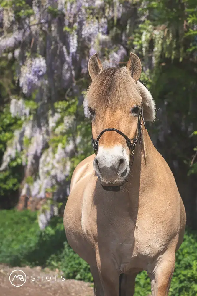 www.thehorseorigin.nl - Barneveld - Gelderland