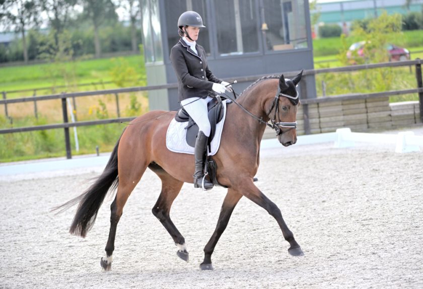 Dressuur instructeur & trainer