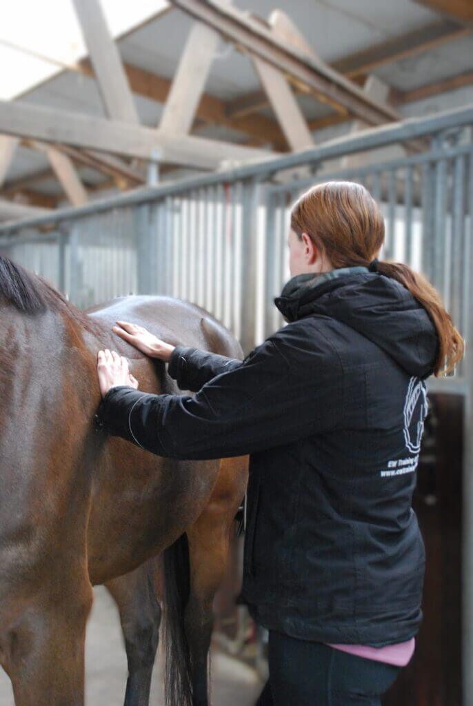 Blessurepreventie met paardensportmassage