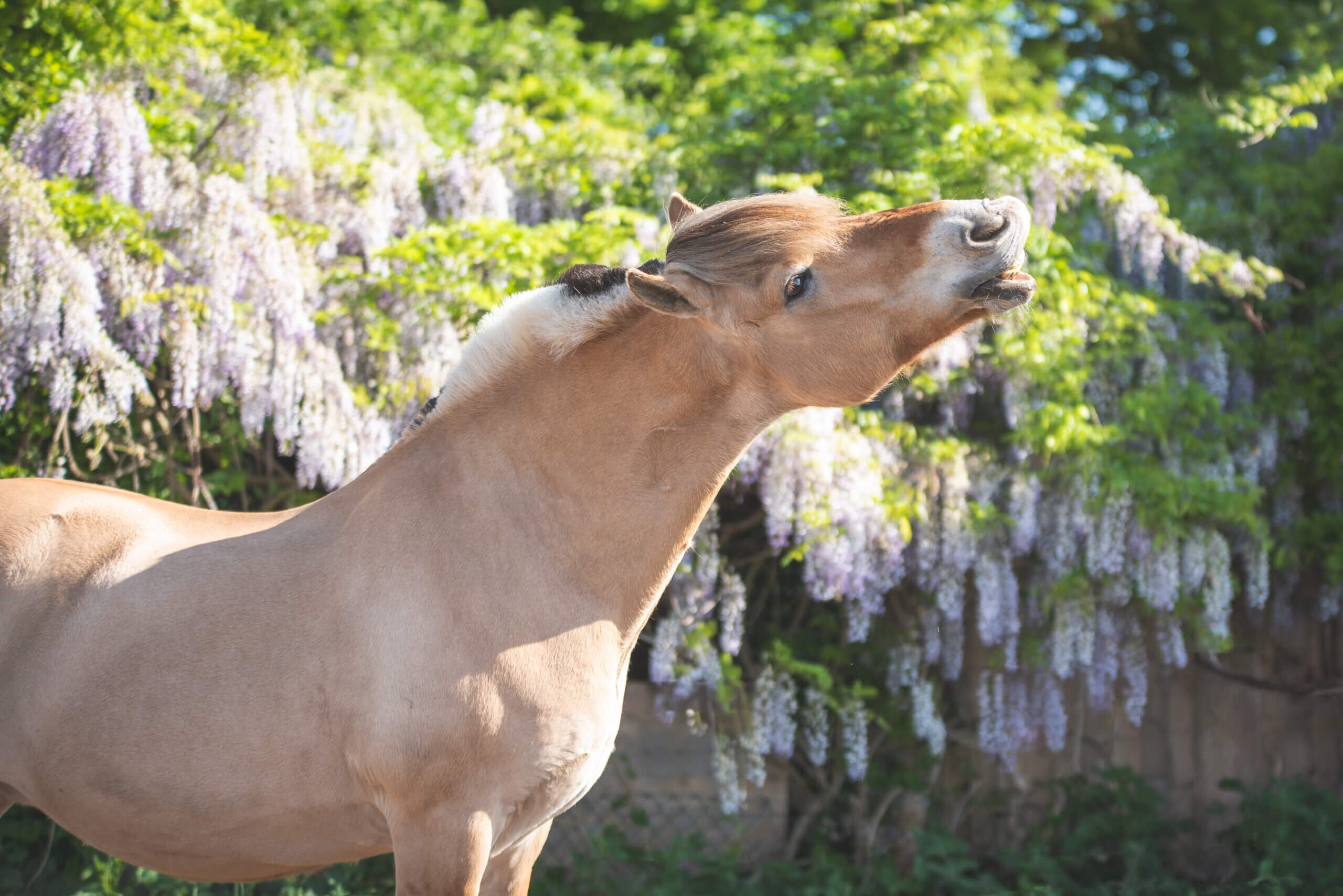 Gezond en functioneel bewegen met de juiste natuurlijk voeding voor je paard bij The Horse Origin in Barneveld