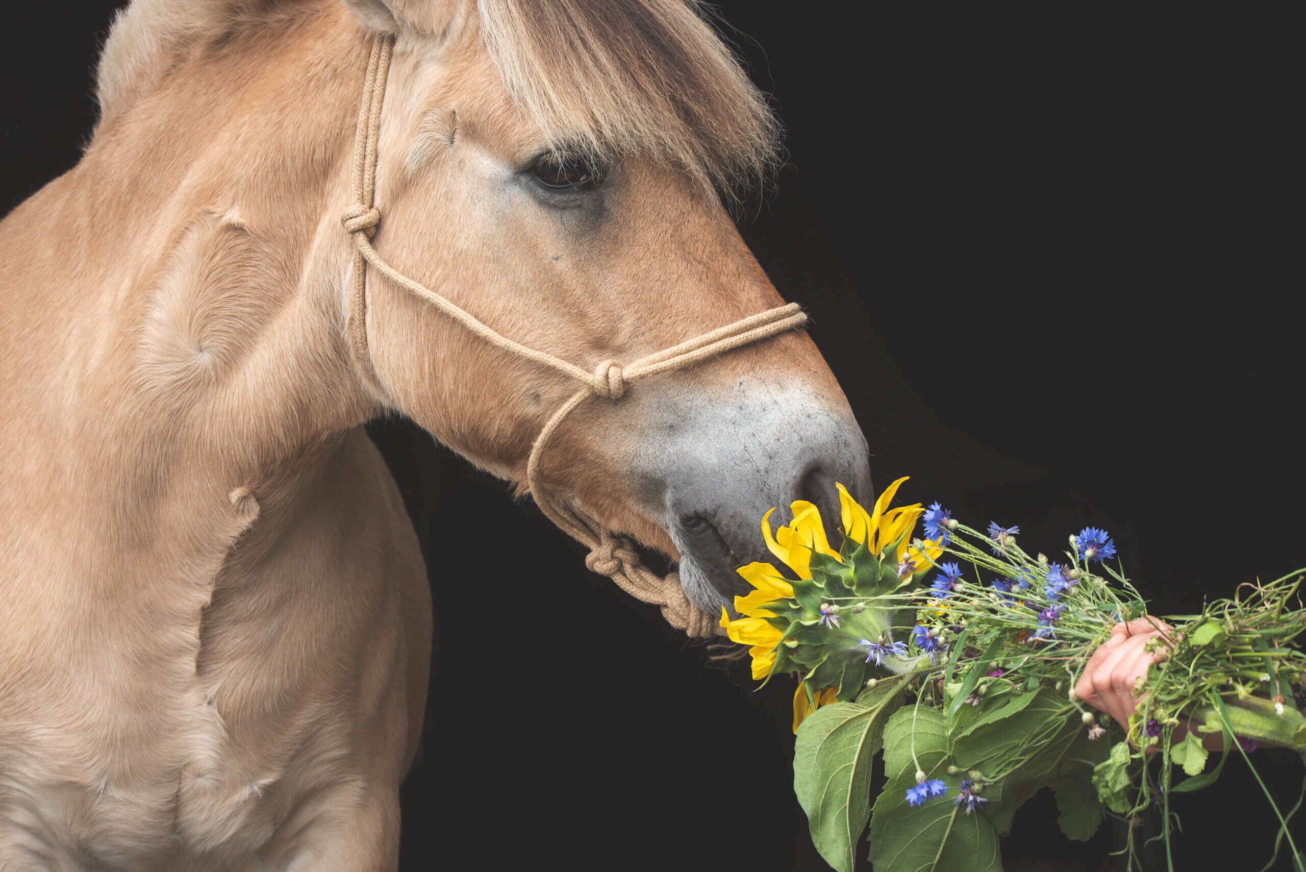 Onafhankelijk voedingsadvies afgestemd op jouw situatie en jouw paard