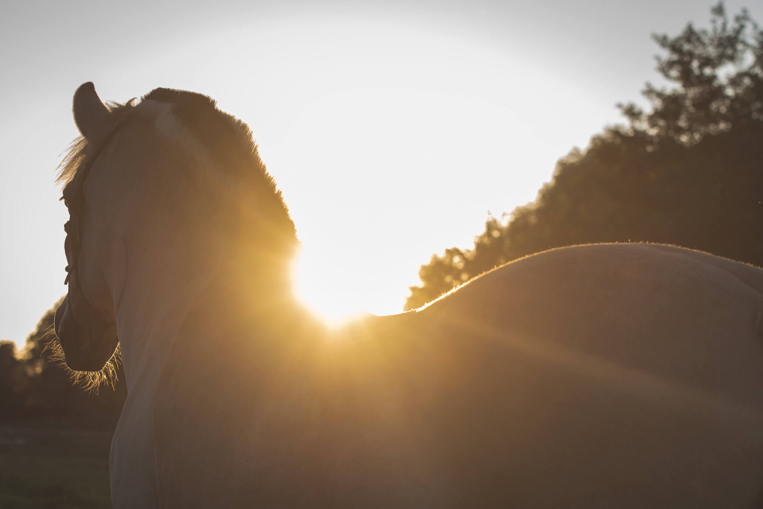 Zonder twijfel op je paard stappen