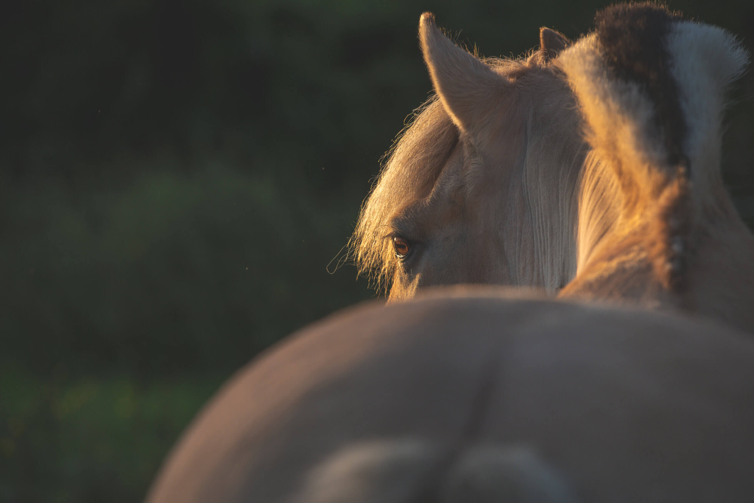 Jouw paard in de beste conditie