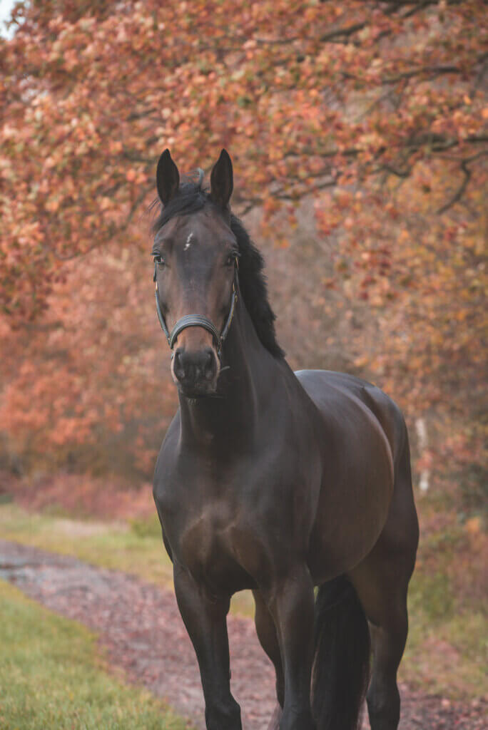 Geen gedoe meer, maar zorgeloos genieten van jouw paard