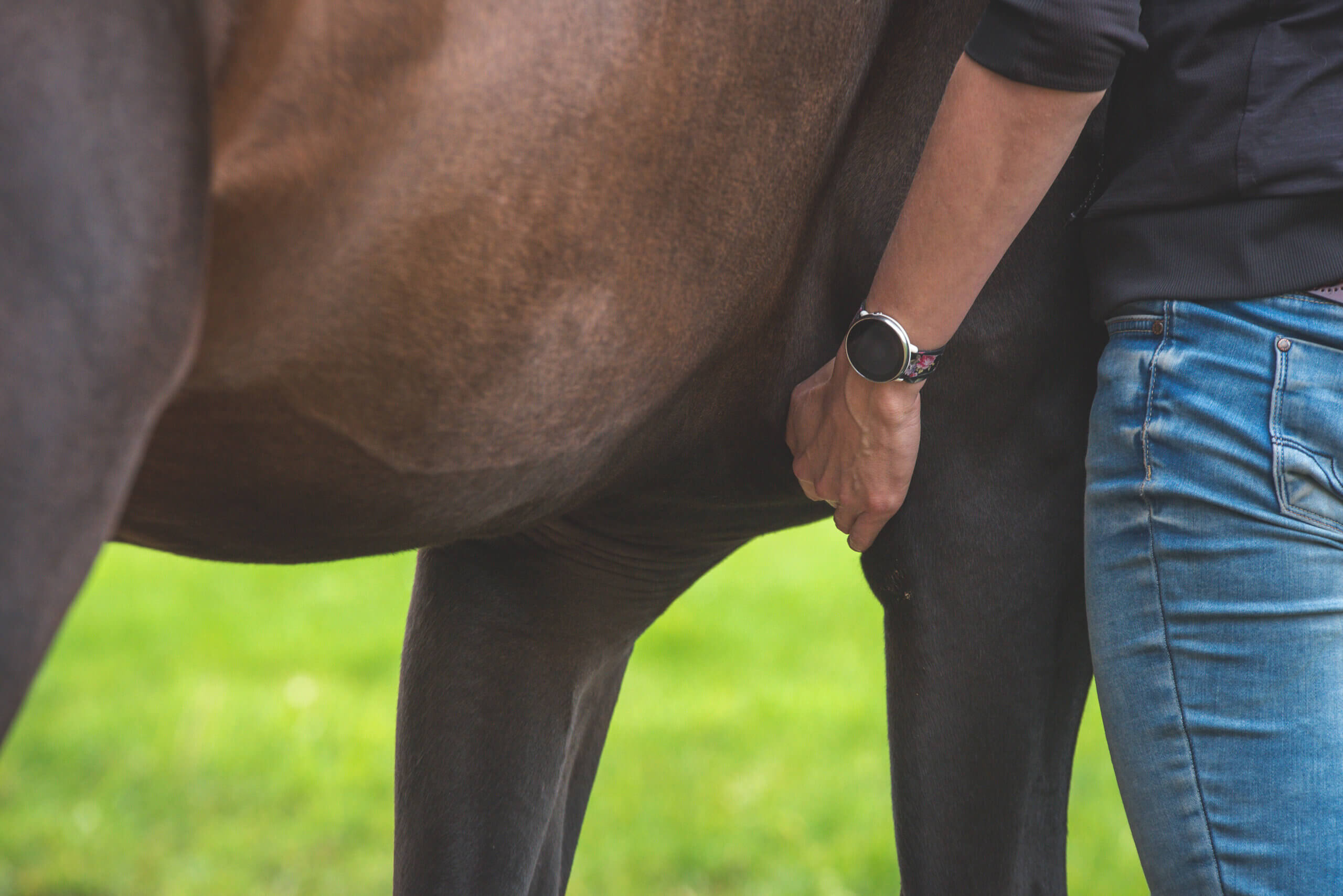 Zachte massagetechnieken met grote resultaten voor jouw paard
