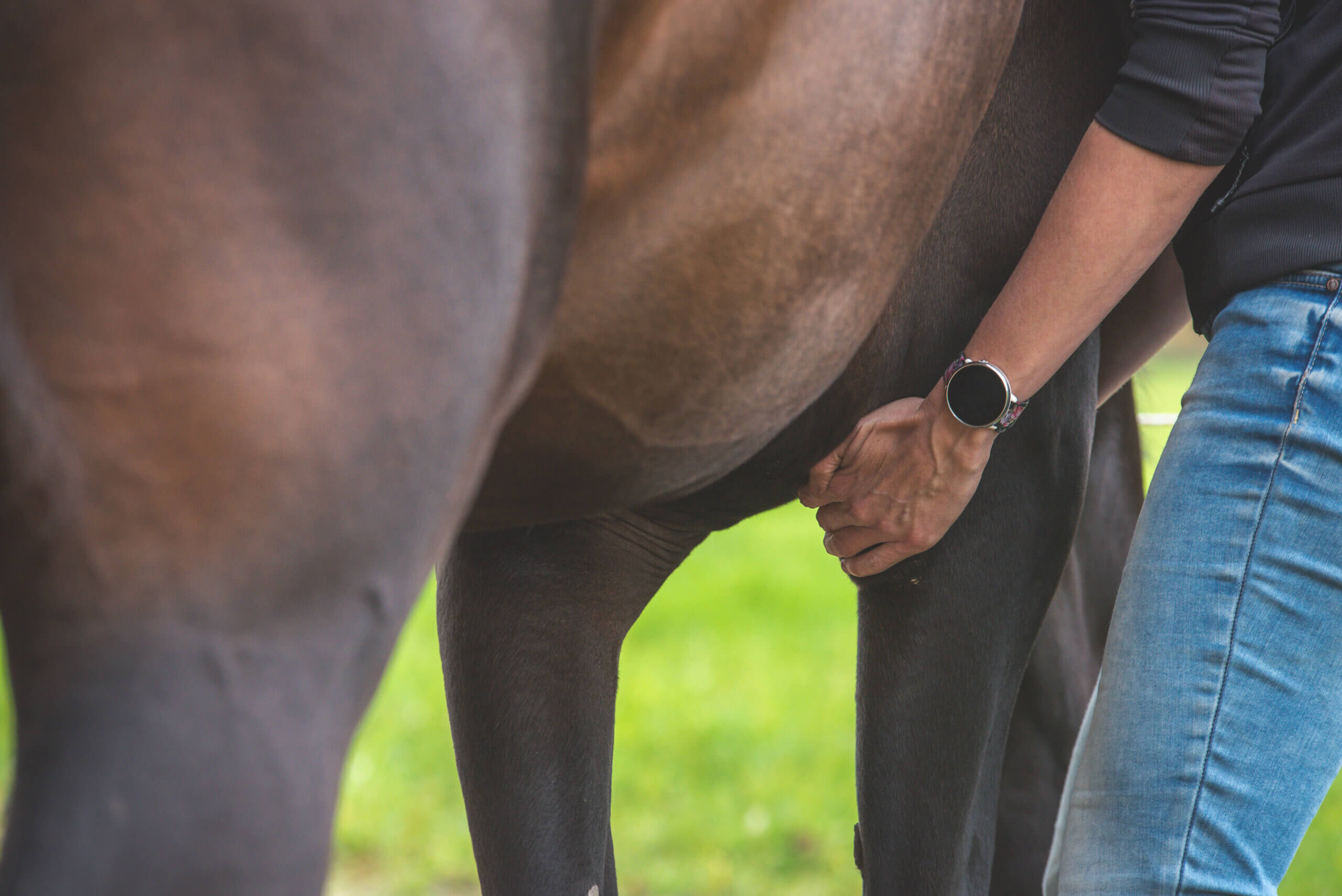 Zachte massagetechnieken met grote resultaten voor jouw paard