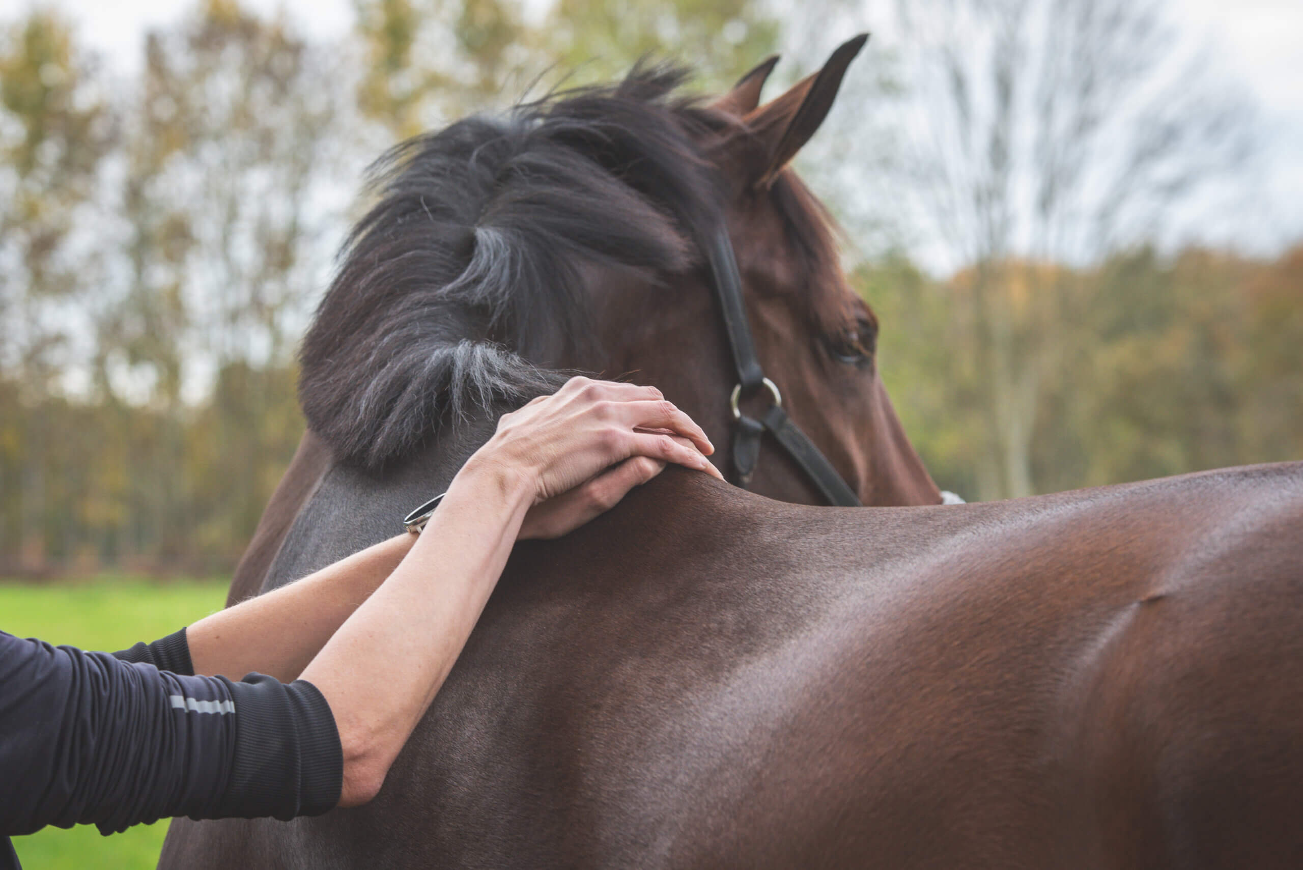 Paardensportmassage als onderdeel van het rijden om jouw paard in een correcte balans te laten lopen