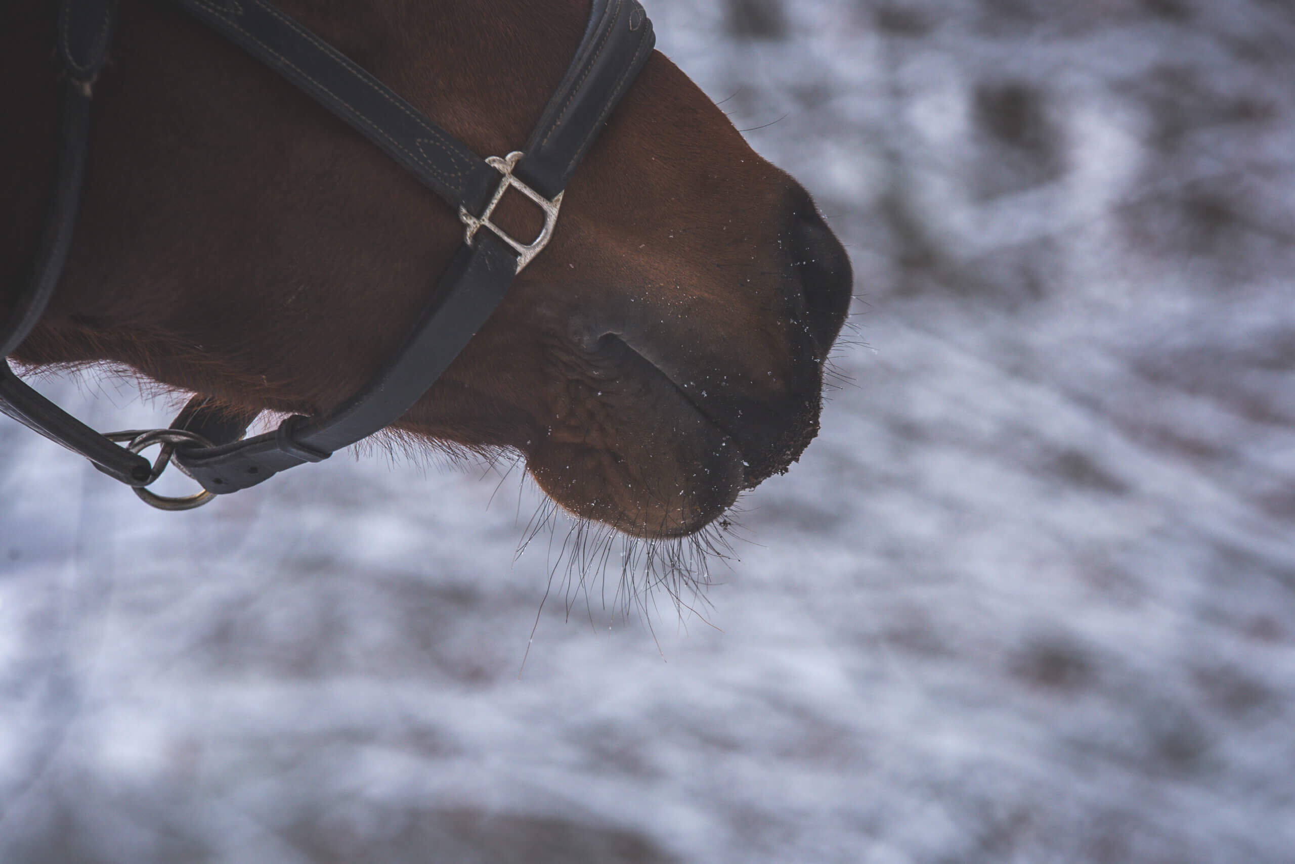 Met de seizoenen mee voeren