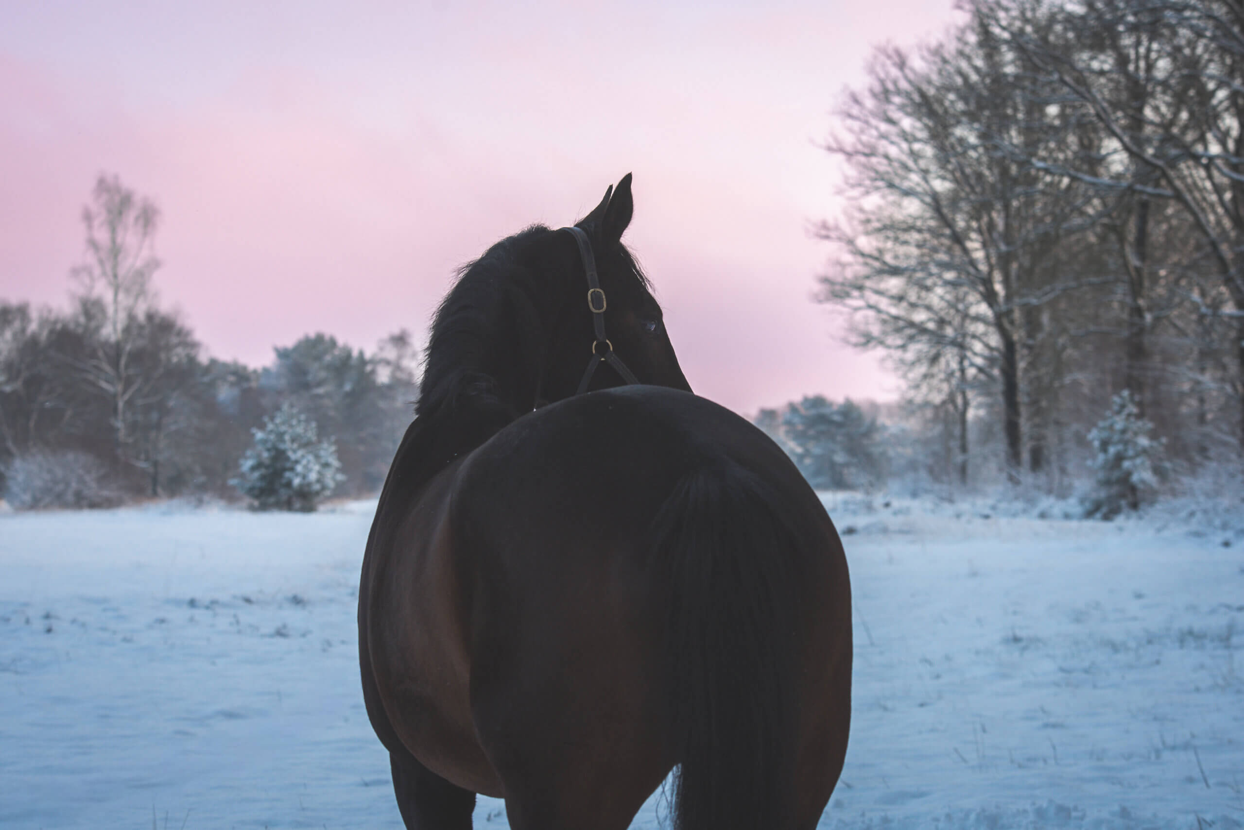 Voeding een onmisbaar onderdeel in de training van het paard