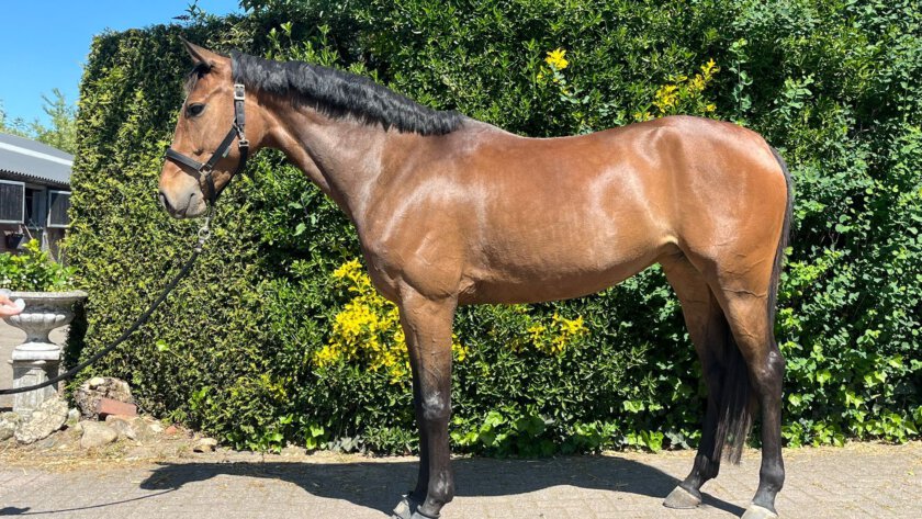 The Horse Origin - The Foundation Program