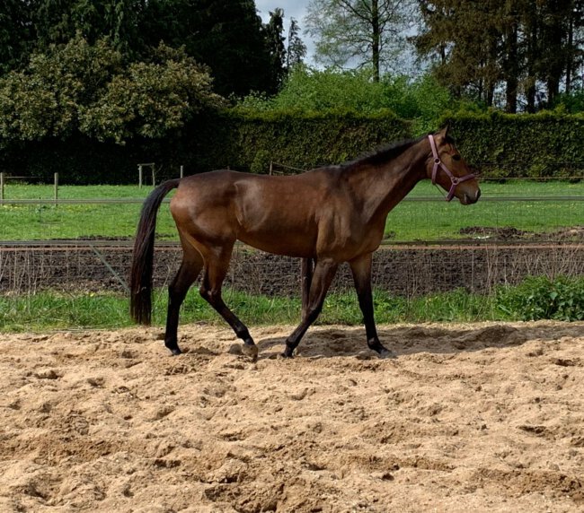 The Horse Origin - The Foundation Program