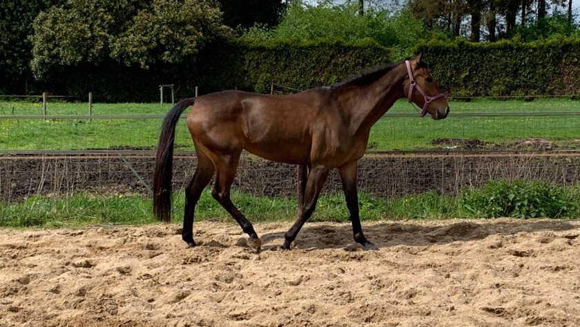 The Horse Origin - The Foundation Program
