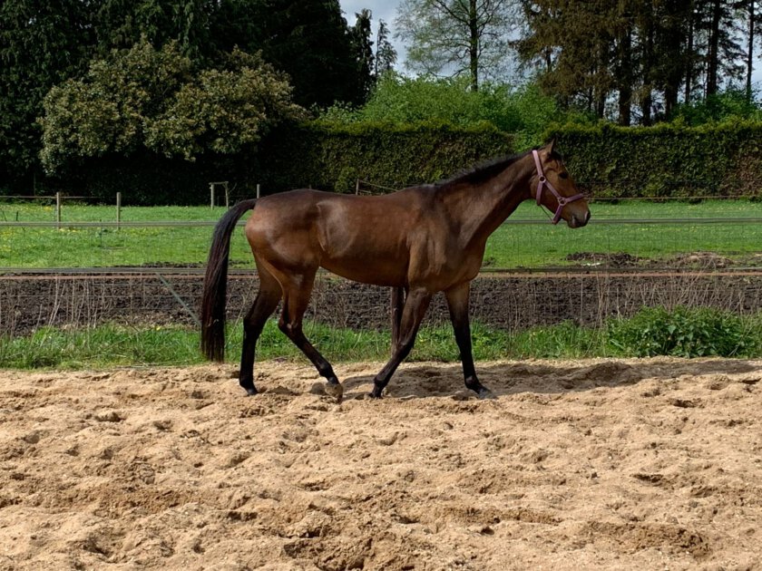 The Horse Origin - The Foundation Program