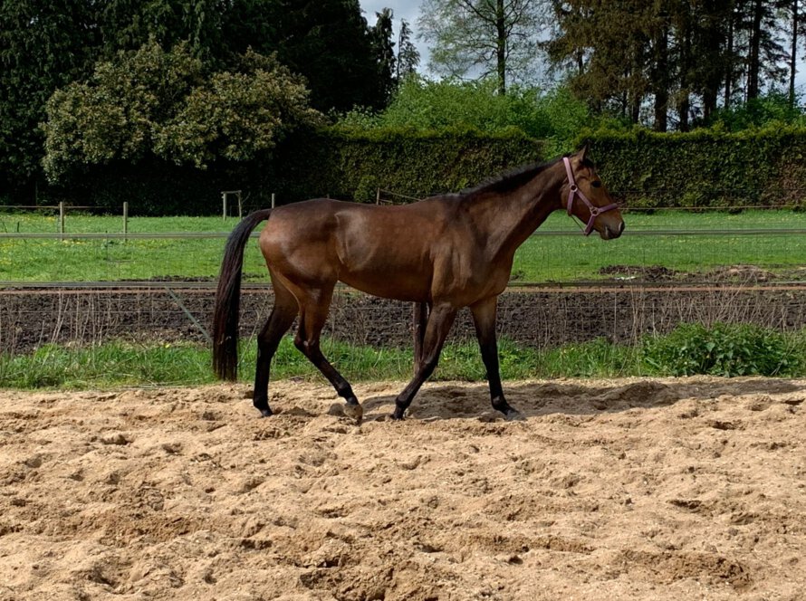 The Horse Origin - The Foundation Program